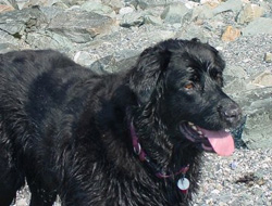 Sadie