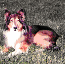 Brandy