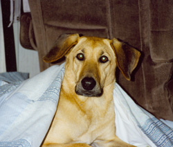 Katie