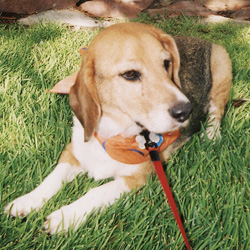 Max