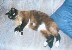 Simon
