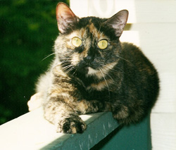 Skeeter