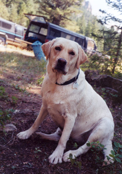 Bailey