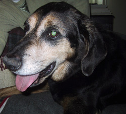 Buddy