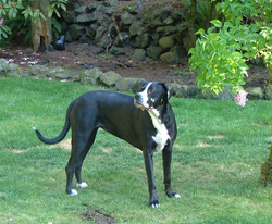 Maggie