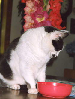 Patches