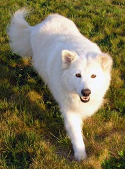 Sadie