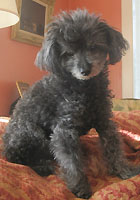 Albert