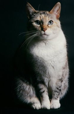 Amaretto