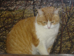 Amber