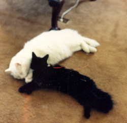 Black Thing