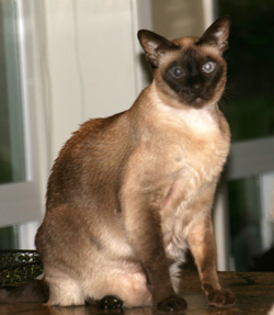Buttercup
