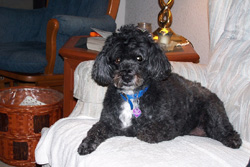 Casey