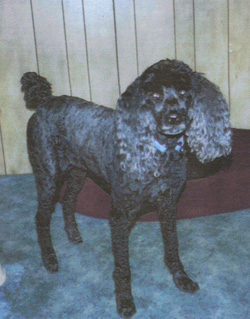 Charcoal