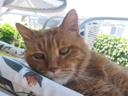 Chester