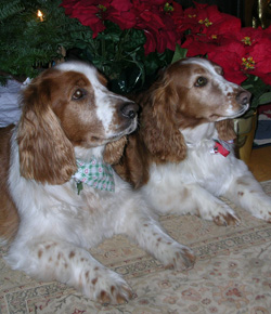 Copper