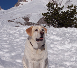 Dixie