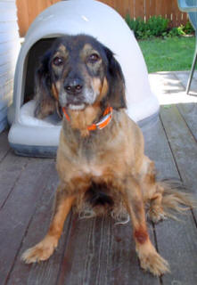 Dottie