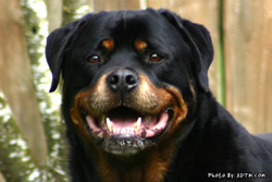 Hasso