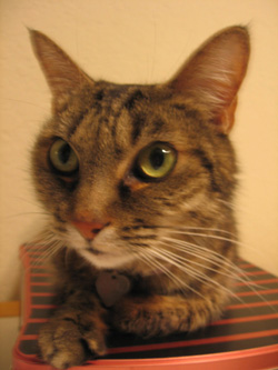 Kira