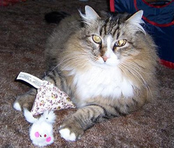 Kitty