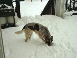 Lacey