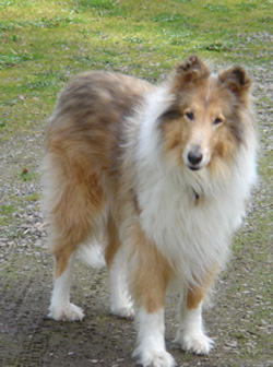 Laddie