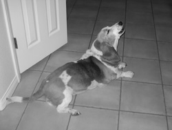 Lucy