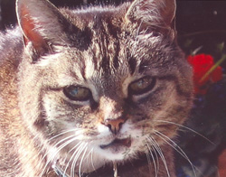Minka