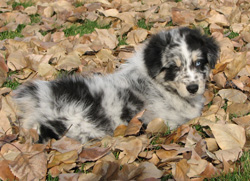 Ozzie