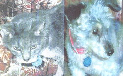 Rascal and Shadow