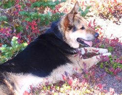 Sadie