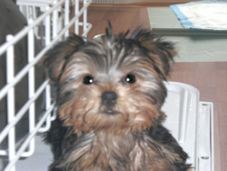 Scout