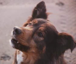 Shilo