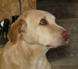 Shiloh
