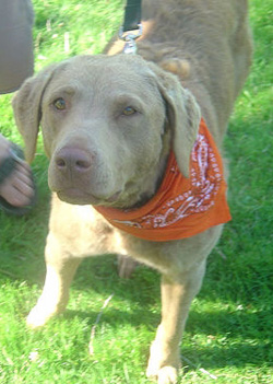 Sima