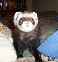 Simon