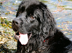 Spenser