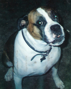 Taz