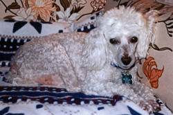 Tobie