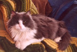 Wilma