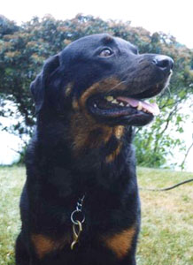 Roscoe