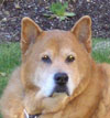Rufus