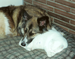 Sophie_and_Booger