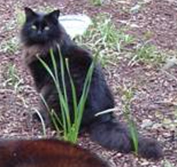 Bagheera