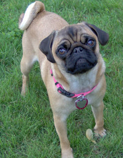 Bailey