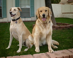 Bailey and Dewars