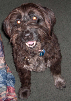Bauer