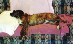 Beauregard