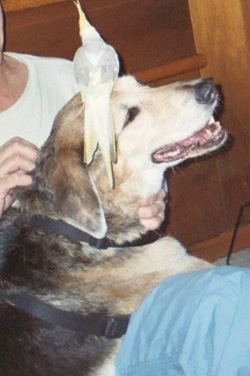 Bosco